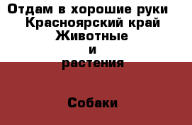 Отдам в хорошие руки - Красноярский край Животные и растения » Собаки   